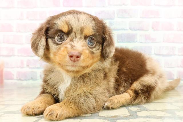 東京都のチワックス(チワワ×ダックス) (Coo&RIKU東久留米店/2025年11月6日生まれ/女の子/チョコレートダップル)の子犬の2枚目の画像