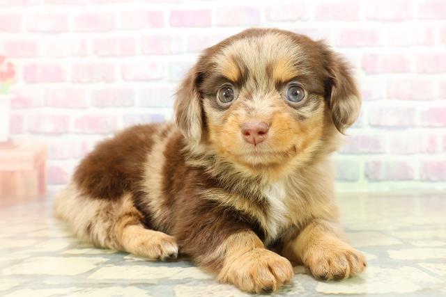 東京都のチワックス(チワワ×ダックス) (Coo&RIKU東久留米店/2025年11月6日生まれ/女の子/チョコレートダップル)の子犬の3枚目の画像