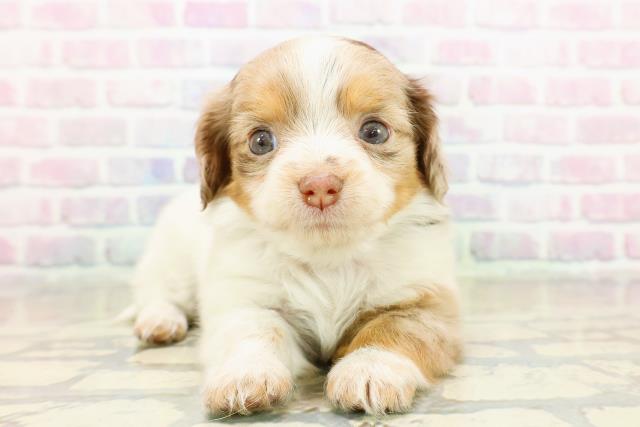 東京都のチワックス(チワワ×ダックス) (Coo&RIKU大久保店/2025年11月6日生まれ/女の子/チョコレートダップル＆ホワイト)の子犬の1枚目の画像