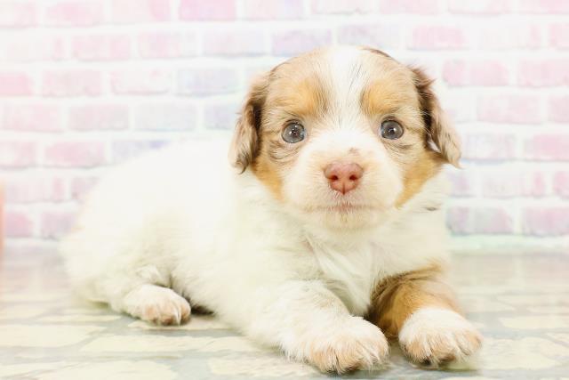 東京都のチワックス(チワワ×ダックス) (Coo&RIKU大久保店/2025年11月6日生まれ/女の子/チョコレートダップル＆ホワイト)の子犬の3枚目の画像