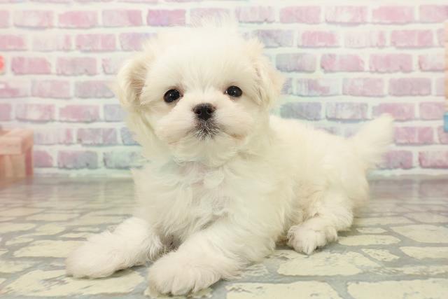 群馬県のマルチーズ (Coo&RIKU伊勢崎店/2025年11月8日生まれ/男の子/ホワイト)の子犬の2枚目の画像