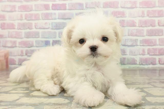 群馬県のマルチーズ (Coo&RIKU伊勢崎店/2025年11月8日生まれ/男の子/ホワイト)の子犬の3枚目の画像