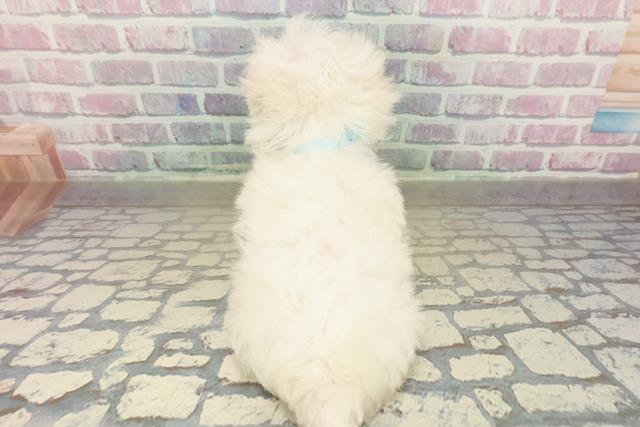 群馬県のマルチーズ (Coo&RIKU伊勢崎店/2025年11月8日生まれ/男の子/ホワイト)の子犬の4枚目の画像