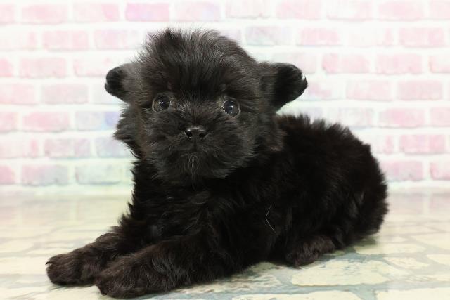 群馬県のチワプー/プーチー(チワワ×プードル) (Coo&RIKU前橋店/2025年11月10日生まれ/男の子/ブラック)の子犬の2枚目の画像