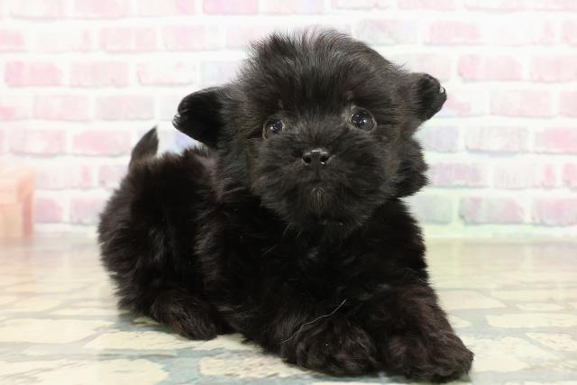 群馬県のチワプー/プーチー(チワワ×プードル) (Coo&RIKU前橋店/2025年11月10日生まれ/男の子/ブラック)の子犬の3枚目の画像