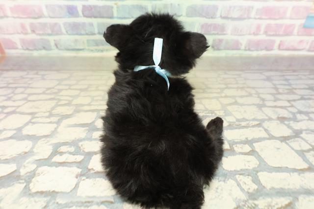 群馬県のチワプー/プーチー(チワワ×プードル) (Coo&RIKU前橋店/2025年11月10日生まれ/男の子/ブラック)の子犬の4枚目の画像