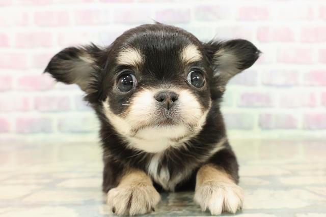 東京都のチワワ(ロング) (Coo&RIKU中野サンモール店/2025年11月10日生まれ/女の子/ブラックタンホワイト)の子犬の1枚目の画像