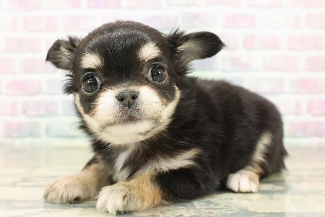 東京都のチワワ(ロング) (Coo&RIKU中野サンモール店/2025年11月10日生まれ/女の子/ブラックタンホワイト)の子犬の2枚目の画像