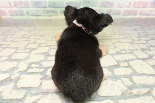 東京都のチワワ(ロング) (Coo&RIKU中野サンモール店/2025年11月10日生まれ/女の子/ブラックタンホワイト)の子犬の4枚目の画像