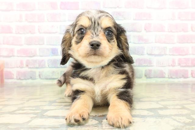 東京都のチワックス(チワワ×ダックス) (Coo&RIKU三軒茶屋店/2025年11月10日生まれ/男の子/シルバーダップル)の子犬の1枚目の画像