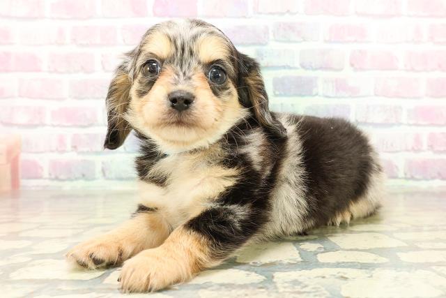 東京都のチワックス(チワワ×ダックス) (Coo&RIKU三軒茶屋店/2025年11月10日生まれ/男の子/シルバーダップル)の子犬の2枚目の画像