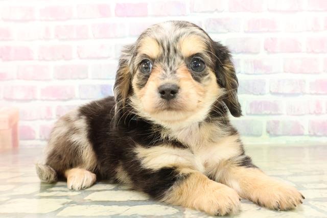 東京都のチワックス(チワワ×ダックス) (Coo&RIKU三軒茶屋店/2025年11月10日生まれ/男の子/シルバーダップル)の子犬の3枚目の画像