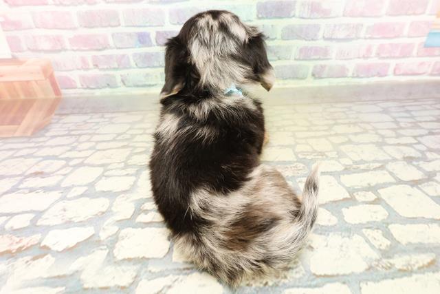 東京都のチワックス(チワワ×ダックス) (Coo&RIKU三軒茶屋店/2025年11月10日生まれ/男の子/シルバーダップル)の子犬の4枚目の画像