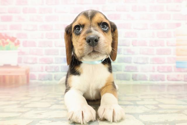 長野県のビーグル (Coo&RIKU松本店/2025年11月10日生まれ/男の子/ブラックタンホワイト)の子犬