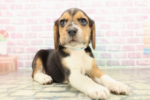 長野県のビーグル (Coo&RIKU松本店/2025年11月10日生まれ/男の子/ブラックタンホワイト)の子犬の3枚目の画像