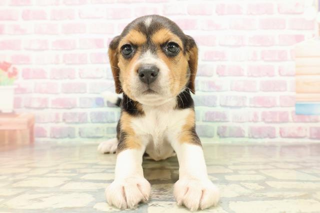 山形県のビーグル (Coo&RIKU山形店/2025年11月10日生まれ/女の子/ブラックタンホワイト)の子犬の1枚目の画像