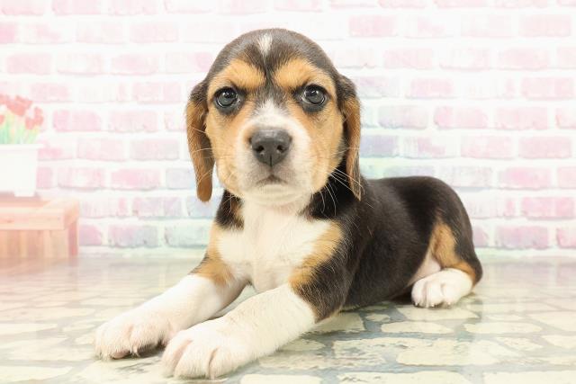 山形県のビーグル (Coo&RIKU山形店/2025年11月10日生まれ/女の子/ブラックタンホワイト)の子犬の2枚目の画像