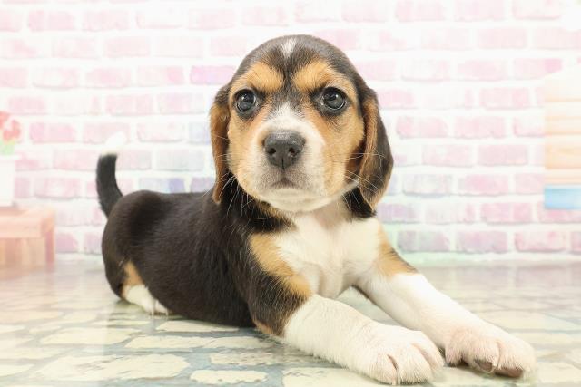 山形県のビーグル (Coo&RIKU山形店/2025年11月10日生まれ/女の子/ブラックタンホワイト)の子犬の3枚目の画像