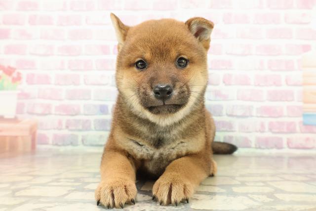 千葉県の柴犬(標準サイズ) (Coo&RIKU南柏店/2025年11月11日生まれ/男の子/赤)の子犬の1枚目の画像