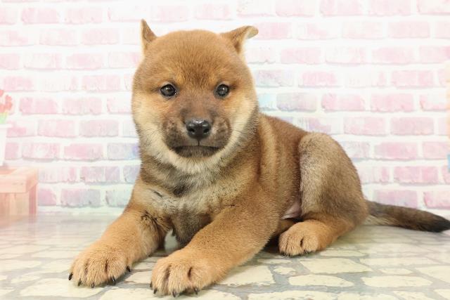 千葉県の柴犬(標準サイズ) (Coo&RIKU南柏店/2025年11月11日生まれ/男の子/赤)の子犬の2枚目の画像