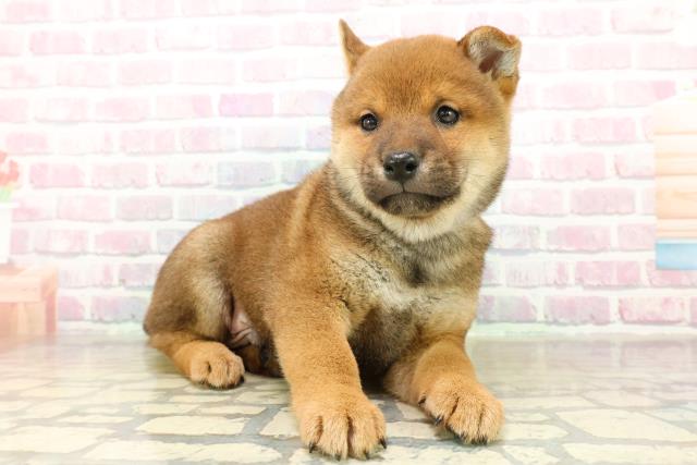 千葉県の柴犬(標準サイズ) (Coo&RIKU南柏店/2025年11月11日生まれ/男の子/赤)の子犬の3枚目の画像