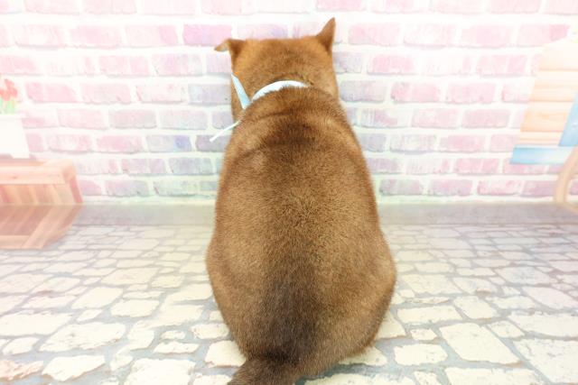 千葉県の柴犬(標準サイズ) (Coo&RIKU南柏店/2025年11月11日生まれ/男の子/赤)の子犬の4枚目の画像