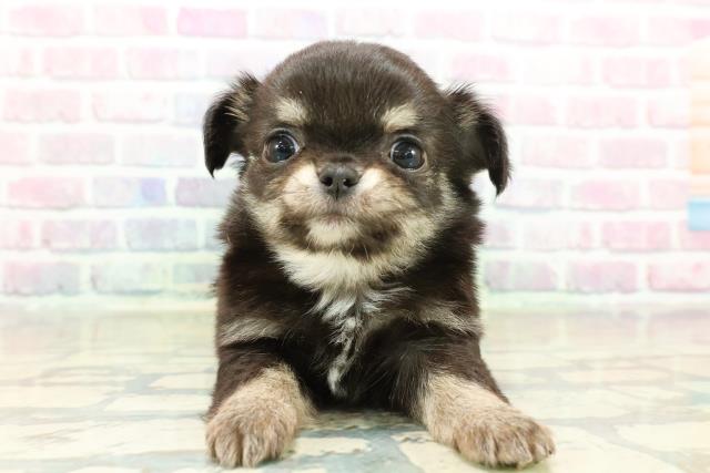 群馬県のチワワ(ロング) (Coo&RIKU伊勢崎店/2025年11月11日生まれ/女の子/ブラックタンホワイト)の子犬の1枚目の画像