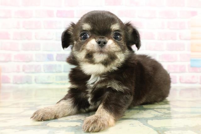 群馬県のチワワ(ロング) (Coo&RIKU伊勢崎店/2025年11月11日生まれ/女の子/ブラックタンホワイト)の子犬の2枚目の画像