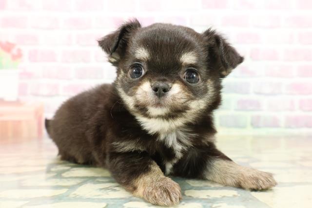 群馬県のチワワ(ロング) (Coo&RIKU伊勢崎店/2025年11月11日生まれ/女の子/ブラックタンホワイト)の子犬の3枚目の画像