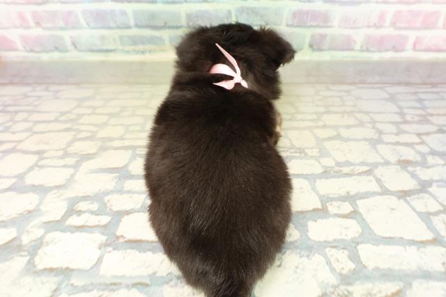 群馬県のチワワ(ロング) (Coo&RIKU伊勢崎店/2025年11月11日生まれ/女の子/ブラックタンホワイト)の子犬の4枚目の画像