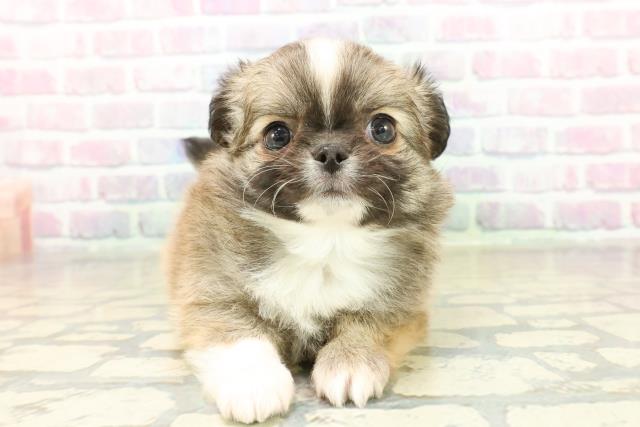 群馬県のチワワ(ロング) (Coo&RIKU前橋店/2025年11月11日生まれ/男の子/セーブルホワイト)の子犬の1枚目の画像