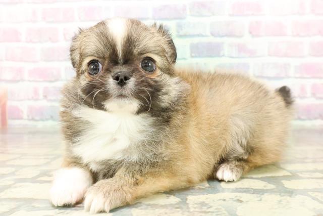 群馬県のチワワ(ロング) (Coo&RIKU前橋店/2025年11月11日生まれ/男の子/セーブルホワイト)の子犬の2枚目の画像