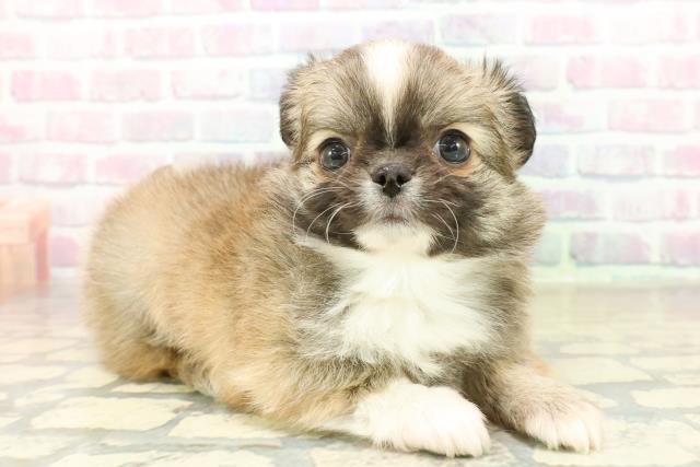 群馬県のチワワ(ロング) (Coo&RIKU前橋店/2025年11月11日生まれ/男の子/セーブルホワイト)の子犬の3枚目の画像