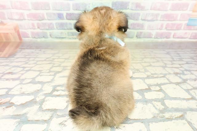 群馬県のチワワ(ロング) (Coo&RIKU前橋店/2025年11月11日生まれ/男の子/セーブルホワイト)の子犬の4枚目の画像