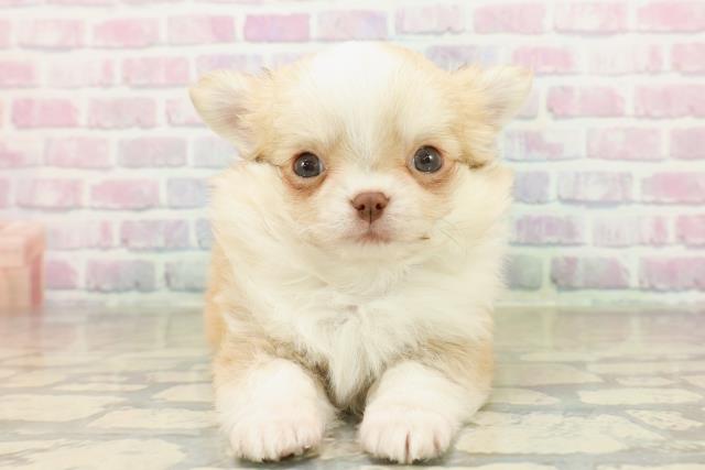 東京都のチワワ(ロング) (Coo&RIKU新宿三丁目店/2025年11月10日生まれ/男の子/フォーンホワイト)の子犬の1枚目の画像