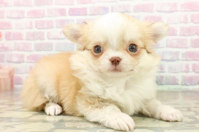 東京都のチワワ(ロング) (Coo&RIKU新宿三丁目店/2025年11月10日生まれ/男の子/フォーンホワイト)の子犬の3枚目の画像