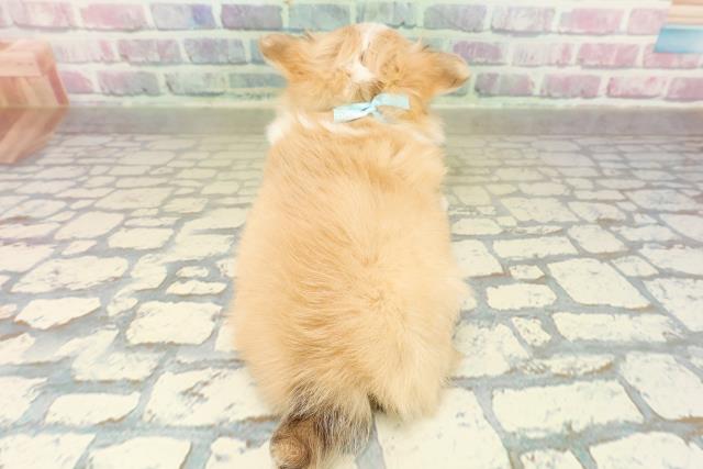 東京都のチワワ(ロング) (Coo&RIKU新宿三丁目店/2025年11月10日生まれ/男の子/フォーンホワイト)の子犬の4枚目の画像