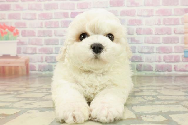 東京都のビションフリーゼ (Coo&RIKU三軒茶屋店/2025年11月8日生まれ/男の子/ホワイト)の子犬の1枚目の画像