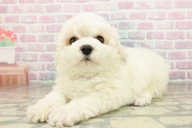 東京都のビションフリーゼ (Coo&RIKU三軒茶屋店/2025年11月8日生まれ/男の子/ホワイト)の子犬の2枚目の画像