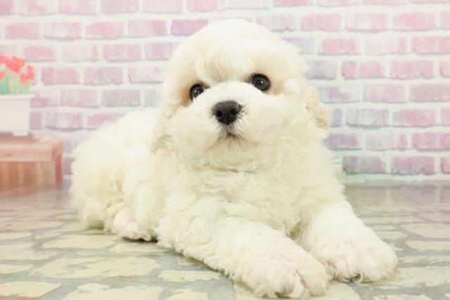 東京都のビションフリーゼ (Coo&RIKU三軒茶屋店/2025年11月8日生まれ/男の子/ホワイト)の子犬の3枚目の画像