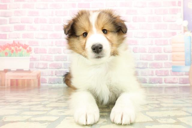 北海道のシェットランドシープドッグ (Coo&RIKU札幌東店/2025年11月10日生まれ/男の子/セーブルホワイト)の子犬の1枚目の画像