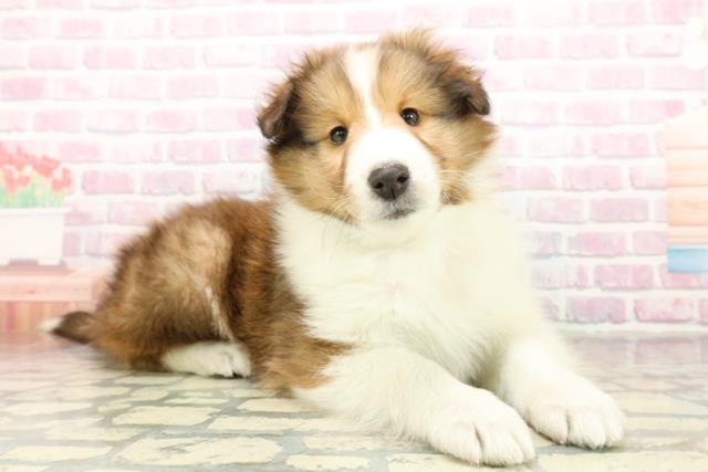 北海道のシェットランドシープドッグ (Coo&RIKU札幌東店/2025年11月10日生まれ/男の子/セーブルホワイト)の子犬の3枚目の画像