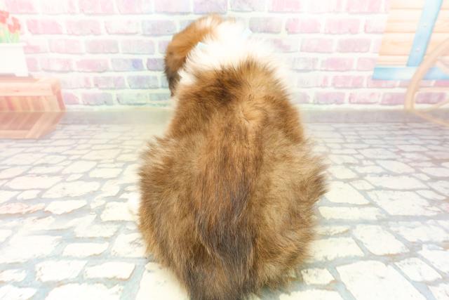 北海道のシェットランドシープドッグ (Coo&RIKU札幌東店/2025年11月10日生まれ/男の子/セーブルホワイト)の子犬の4枚目の画像