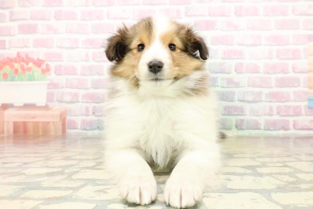 群馬県のシェットランドシープドッグ (Coo&RIKU前橋店/2025年11月10日生まれ/女の子/セーブルホワイト)の子犬の1枚目の画像