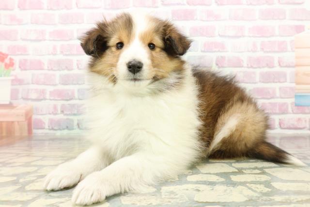 群馬県のシェットランドシープドッグ (Coo&RIKU前橋店/2025年11月10日生まれ/女の子/セーブルホワイト)の子犬の2枚目の画像