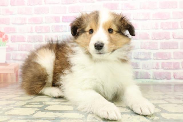 群馬県のシェットランドシープドッグ (Coo&RIKU前橋店/2025年11月10日生まれ/女の子/セーブルホワイト)の子犬の3枚目の画像