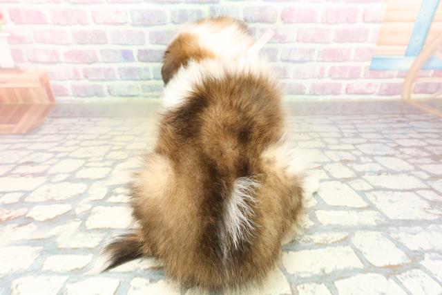 群馬県のシェットランドシープドッグ (Coo&RIKU前橋店/2025年11月10日生まれ/女の子/セーブルホワイト)の子犬の4枚目の画像