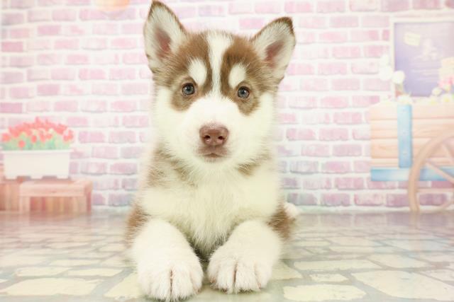 長野県のシベリアンハスキー (Coo&RIKU松本店/2025年11月11日生まれ/男の子/チョコレートホワイト)の子犬