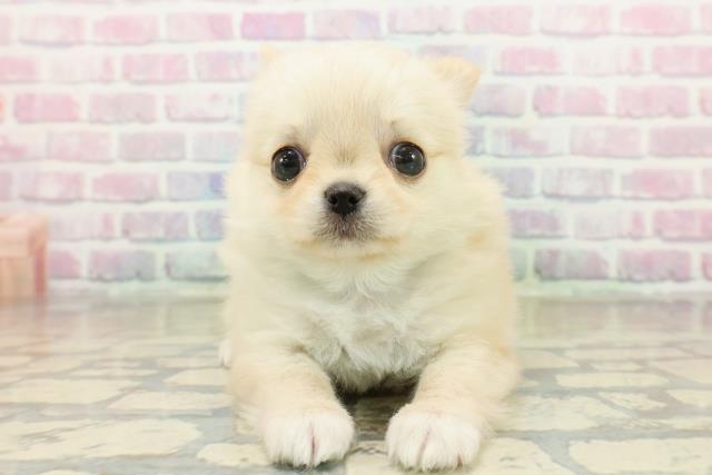 東京都のチワワ(ロング) (Coo&RIKU中野サンモール店/2025年11月10日生まれ/男の子/クリーム)の子犬の1枚目の画像