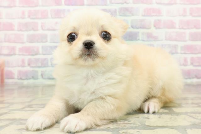 東京都のチワワ(ロング) (Coo&RIKU中野サンモール店/2025年11月10日生まれ/男の子/クリーム)の子犬の2枚目の画像